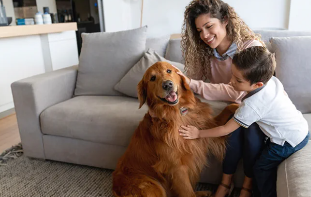 How to Arrange Your Home for Kids and Dogs to Coexist Safely